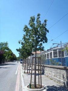 Nuovi impianti in sostituzione di alberi abbattuti Opicina – Via nazionale